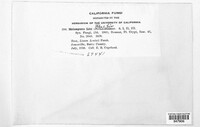 Melampsora lini image